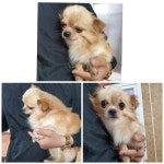 경기 화성 향남읍 화합공원에서 치와와 발견 보호