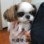 울산 남구 팔등로60에서 시츄 발견 보호