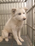 부산 기장 정관읍 산단7로에서 흰색 강아지 발견 보호