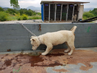 전남 고흥군 교육청 옆쪽에서 흰색 어린 강아지 발견 보호