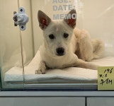 세종 조치원읍에서 흰색 강아지 발견 보호