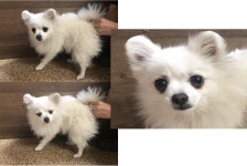 부산 연제 안연로에서 포메라니안 발견 보호