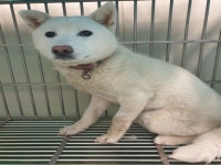 부산 기장 기장읍 두매로 158에서 흰색 강아지 발견 보호