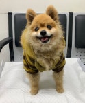 경기 용인 기흥구 기흥초등학교에서 포메라니안 발견 보호..꿀벌 후드티
