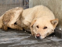 경기 안산 대부동동에서 백색 강아지 발견 보호