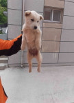 전남 완도 고금면 도로에서 흰색 강아지 발견 보호
