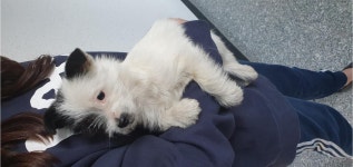 강원 강릉 모산초등학교 전  전원주택단지에서 흰검정색 강아지 발견 보호