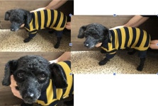 부산 연제 법원북로71에서 푸들 발견 보호