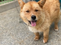 광주 광산구 송정동에서 갈색 강아지 발견 보호