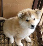 전북 부안 부안여고 근처에서 밝은 갈색, 흰색 강아지 발견 보호