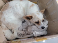 전북 정읍 옹동우체국에서 흰색 임신견 발견 보호