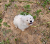 전북 고창 상하면 상하송곡버스정류장에서 흰색 복실 강아지 발견 보호