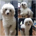 경기 평택 여술로74에서 푸들 발견 보호..중성화