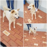 경기 평택 현화리 어린이교통공원에서 갈색 강아지 발견 보호