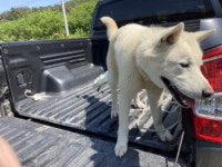 충남 청양 정산면 축산기술연구소에서 흰색 강아지 발견 보호