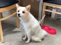 충남 천안 소우문덕길에서 황색점 흰색 강아지 발견 보호..공사장 배회