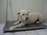 경기 가평 개망골 수목원 주변에서 흰색 강아지 발견 보호