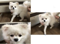 부산 연제 금용로11번길에서 포메라니안 발견 보호