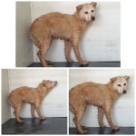 경기 화성 양감면 신왕2리에서 흰색 강아지 발견 보호..물에 빠진 강아지