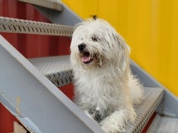 경북 포항시 남구 송도 솔밭 인근에서 말티즈 믹스 강아지 발견 보호