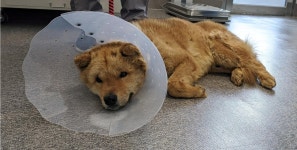 충남 서산 덕지천로에서 갈색 강아지 발견 보호