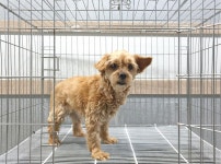 경기 여주 강천면 이호리에서 연갈색 강아지 발견 보호