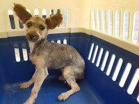 전남 고흥군 도양읍 하운젠빌라 앞에서 회색 강아지 발견 보호