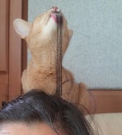 집사 전용 냥냥살롱?..집사 머리 손질해 주는 헤어 디자이너 고양이