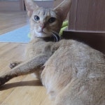 집사 전용 냥냥살롱?..집사 머리 손질해 주는 헤어 디자이너 고양이