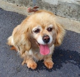 충북 영동 학산면 서산로2길에서 황색 강아지 발견 보호