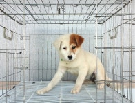 경기 여주 가남읍 신해리에서 풍산견 발견 보호