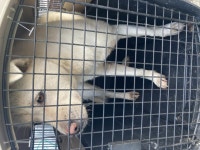 전남 순천 원가곡길에서 흰색 강아지 발견 보호