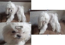 부산 연제 월드컵대로 107에서 말티즈 발견 보호