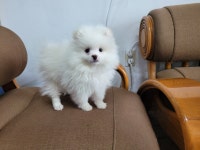 경북 경산 진량 윤성아파트에서 포메라니안 발견 보호