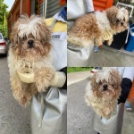 충남 당진시 고대면 고대종합운동장 인근에서 시츄 발견 보호