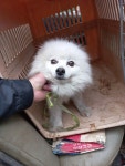 충남 예산 예산읍 예산로에서 포메라니안 발견 보호