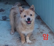 강원 화천 화천읍 풍산리 회전로타리에서 갈색 강아지 발견 보호