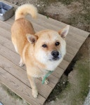 경기 파주 송학길 자연애가1차 인근에서 갈색 강아지 발견 보호