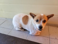 경북 포항시 신광면 안덕리에서 황흰색 강아지 발견 보호