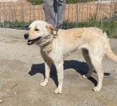 전남 광양 백운로에서 갈흰색 강아지 발견 보호