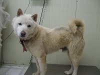 경기 가평 청소년문화의집에서 흰색 강아지 발견 보호