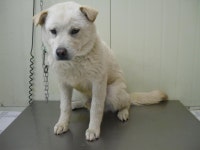 경기 가평 준수아파트에서 흰색 강아지 발견 보호