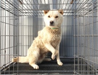 경기 여주 가남읍 하귀리에서 제주개 발견 보호