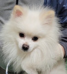 대구 남구 남대명파출소에서 포메라니안 발견 보호