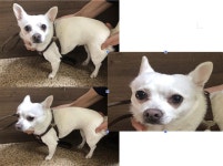 부산 연제 교대로24번길에서 치와와 발견 보호
