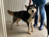 충남 천안 천안-병천간 남부대로 도로변에서 시베리안 허스키 발견 보호