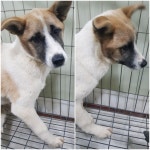 경기 평택 부락산 휴게소에서 갈색 강아지 발견 보호