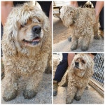 경기 화성 향남읍 서봉로에서 갈색 강아지 발견 보호