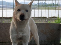 충남 아산 염치읍 서원1리에서 흰크림색 강아지 발견 보호