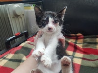 경기 광주시 오포읍 새말길에서 검흰색 어린 고양이 발견 보호..차도에 뛰어든